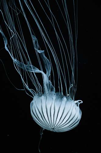sea life white jellyfish jellyfish